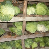 Kako zadržati rani kupus nakon dužeg rezanja